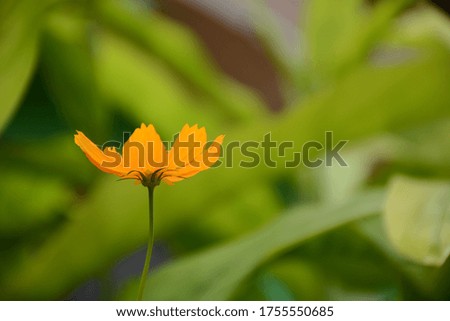 close up picture of yellow flower with blur background