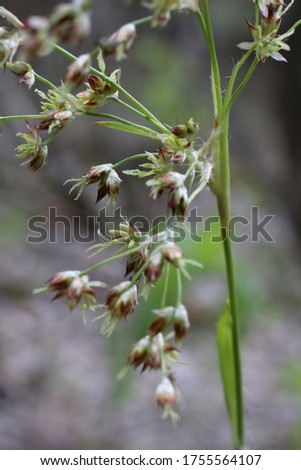 Luzula sylvatica, Great wood-rush. Wild plant shot in the spring. Royalty-Free Stock Photo #1755564107