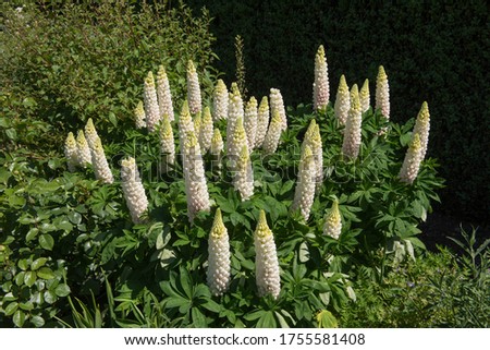 Group of Summer Flowering White Lupin Plants (Lupinus 'Noble Maiden') Growing in a Herbaceous Border in a Country Cottage Garden in Rural Devon, England, UK Royalty-Free Stock Photo #1755581408