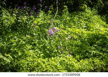 Glade with small forest flowers in a summer woodland - forest landscape