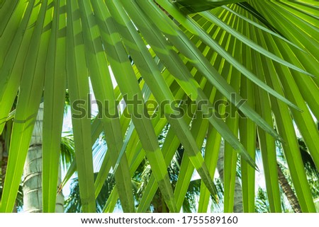 View of palm tree against the background of the summer sky. Concept of tropical vacation. Beautiful card, background.
