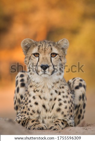 A vertical portrait of one adult cheetah sitting on sand looking straight at camera head on in Kruger Park South Africa
