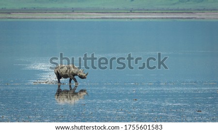 One adult black rhino partially covered in mud walking along the edge of blue Lake Magadi in Ngorongoro Crater Tanzania