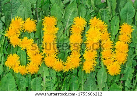 Summertime, springtime concept. The word sun is made out of dandelion flowers on a background of dandelion leaves.