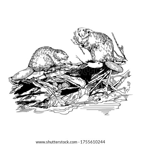Beavers on a dam  illustration 