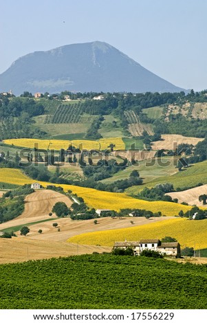Jesi - Cingoli (Ancona, Marche, Italy) - Landscape at summer