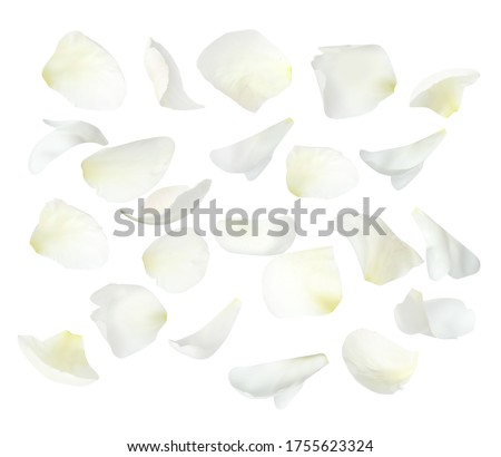 Set of fresh peony petals on white background Royalty-Free Stock Photo #1755623324