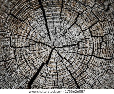 Slice of cut tree, as wallpaper concept. Wooden background with ring from dry pine tree. Close up picture of old tree pattern that show age of tree. 