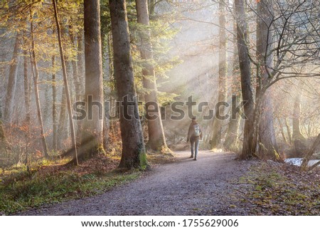 Woman walking through misty autumn forest with sunrays. Concept of Hiking, Relaxation, recreation.