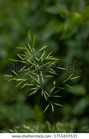 Close-up picture of a plant growing wild in a garden