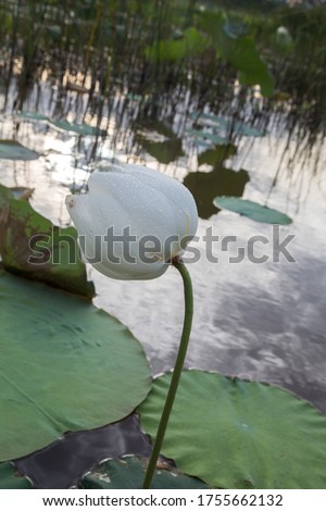 
Close-up lotus blossom flower, white lotus bud, lotus leaf, Viet Nam lottus.