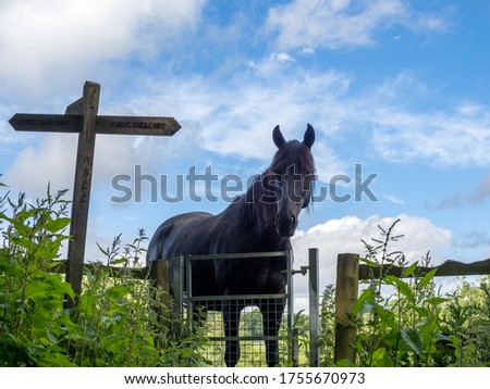 Dark horse in a field at Kingscote in West Sussex