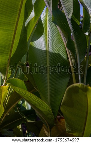 Beautiful green banana leaves for background
