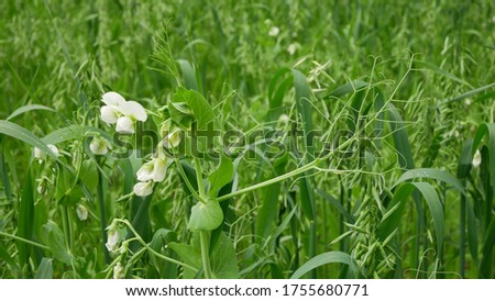 Peas and oats detail green fertilization mulch field soil nutrition for crops green manure farming organic, important agricultural production, cover crop agricultute and amentment, pea Pisum sativum