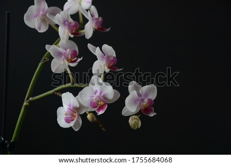 White with pink  orchid. Branches of  orchid on  black background.