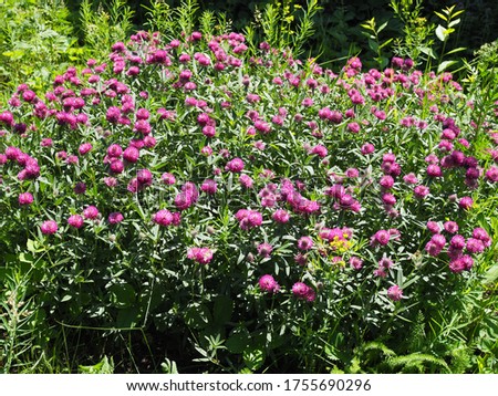 Trifolium pratense. Thickets of a blossoming clover