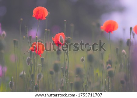 Flower meadow with poppies in the fog