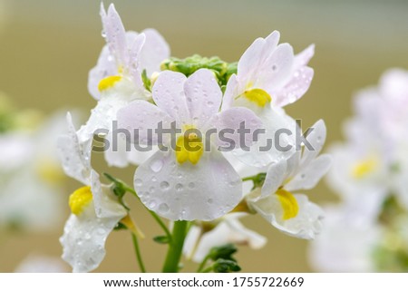 Macro shot of wisley vanilla nemesia flowers in bloom