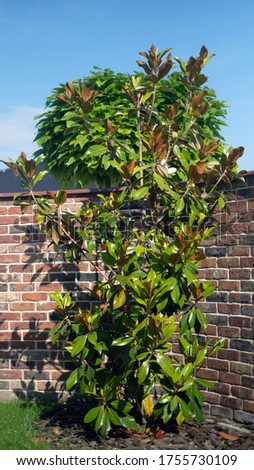 Magnolia grandiflora on the garden