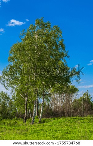 Summer Sunny landscape in the countryside