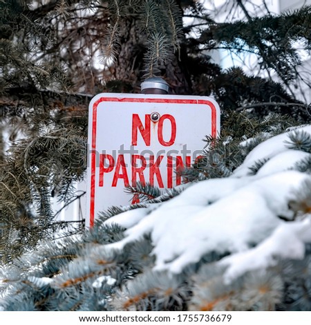 Square No Parking sign amid green leaves of coniferous trees with snow in winter
