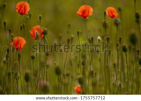 Flower meadow with poppies natural
