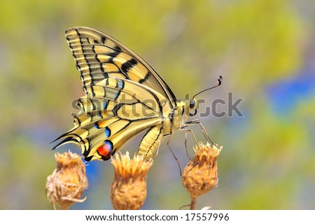 wonderful butterfly - Eastern Tiger Swallowtail