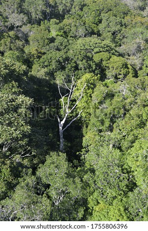 Photo of  dry tree in the middle of the Amazon rainforest, Brazil.