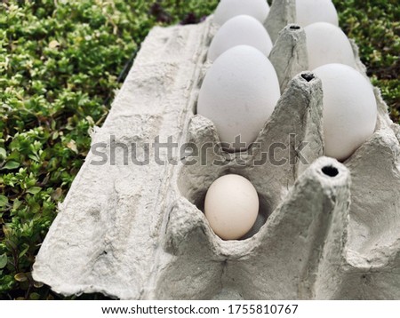 a small chicken egg among big eggs on grass