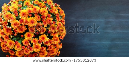 Large potted orange Chrysanthemums over a black background with room for text. Image shot from top view.  Royalty-Free Stock Photo #1755812873