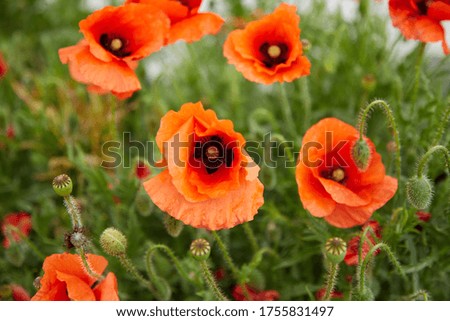Red blooming poppies with green leaves on a warm spring day.