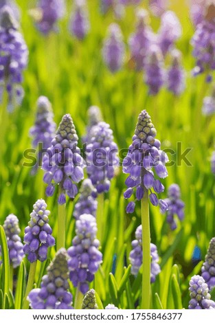 Blue hyacinth grape flowers as a good spring background. 