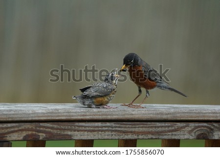 Baby American Robin being fed by parent.                            