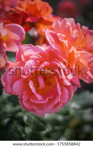 Bright pink roses in the park
