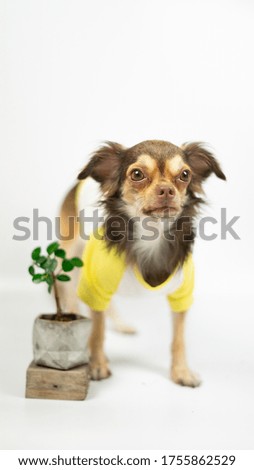 A brown Chihuahua puppy wearing a yellow shirt with a tree.