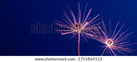 Dandelion seeds with drops on a blue background. Copy space for text