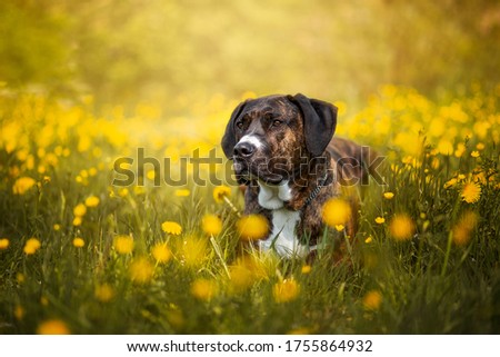 Beautiful brown black dog lies in yellow dandelions and looks friendly. 