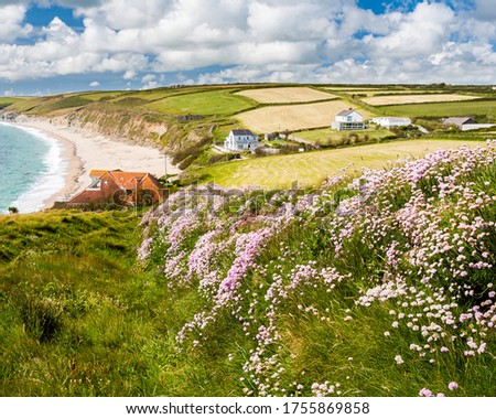 Sea pinks or Thrift,  Armeria maritinum on the South West Coast Path near Gunwalloe Fishing Cove, Cornwall England UK