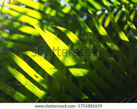 close up crop view of green yellow brown decorate betel palm leafs outdoor selective focus for natural fresh tropical color mood backdrop background