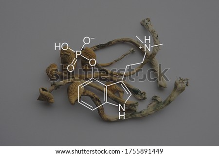 chemical formula of psilocybin on a blackboard Mushroom. Albino A strain. Psilocybe cubensis.