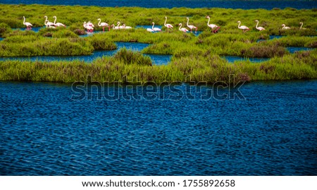 Flack of flamingo on the grass and lake 
