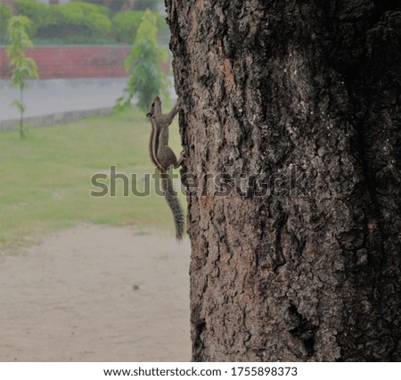 Indian Palm Squirrel Climbing Tree