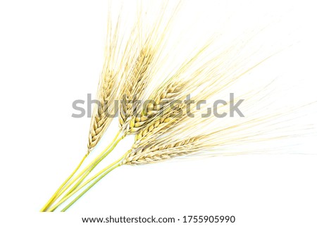 Ears of wheat on a white background isolated.