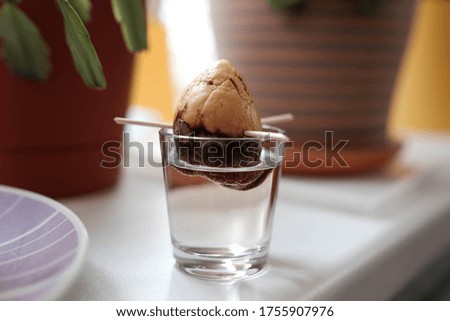 Avocado seed in a glass. Plants on the windowsill of the house. Warm photo.