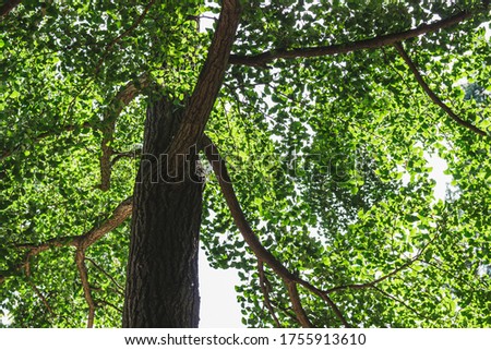 forest trees. natural green wood background. Sunny day.