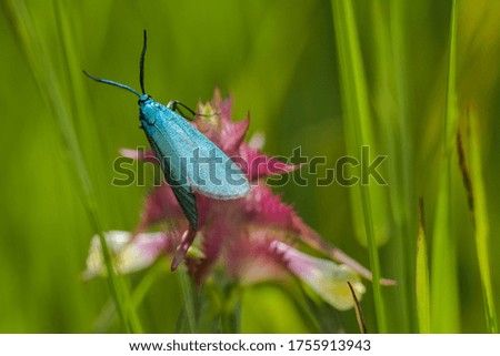 Blue butterfly on a pink flower on a green landscape