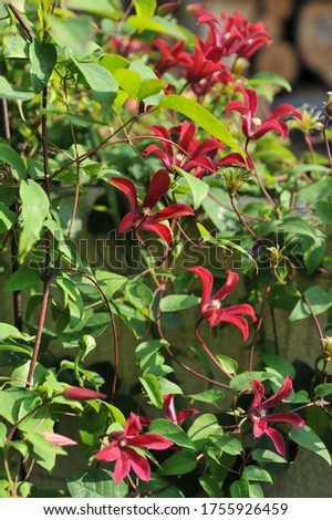 Red small-flowered Clematis Gravetye Beauty blooms in a garden in August 2012  Royalty-Free Stock Photo #1755926459