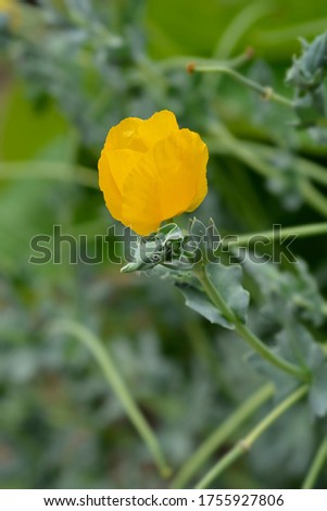 Yellow horned poppy flower - Latin name - Glaucium flavum