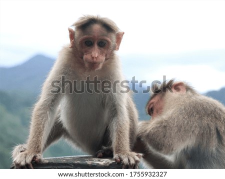 Monkeys catching lice siting on the ghat road side
