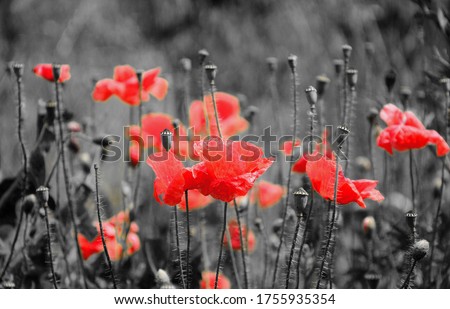 Red poppy flowers on spring agricultural field surrounded by black and white background